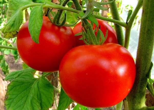 Tomate Anastasia