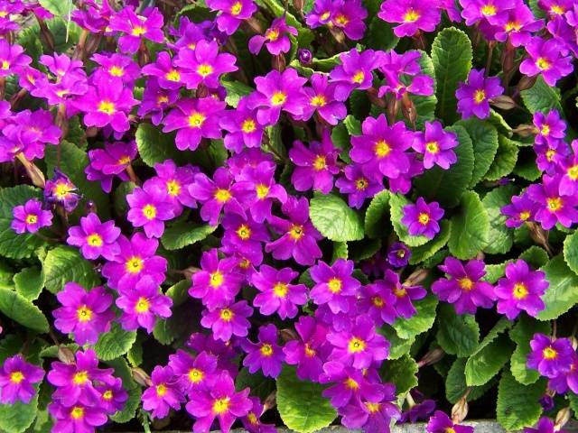 Cóctel de flores de mezcla baja perenne