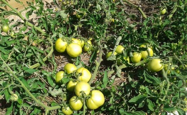 Wann man Tomatensämlinge auf offenem Boden pflanzt