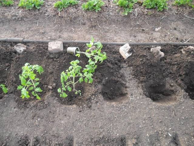 Plantio de mudas de tomate em estufa