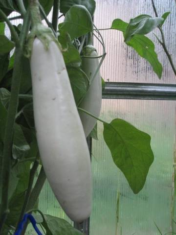 Berenjena Delicada