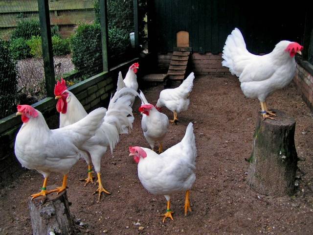Hühner der Leghorn-Rasse