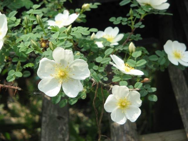 Arada Rosa (Arvenzis)