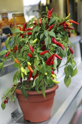 Cultivo de mudas de pimenta em casa