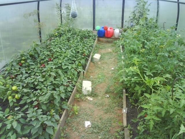 Aderezo de plántulas de tomate y pimiento.