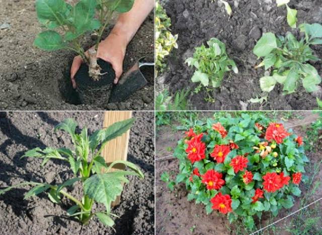 Dahlias Funny guys:
