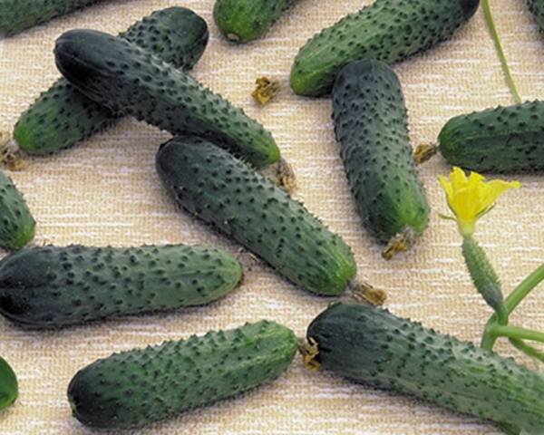 Merengue de pepino