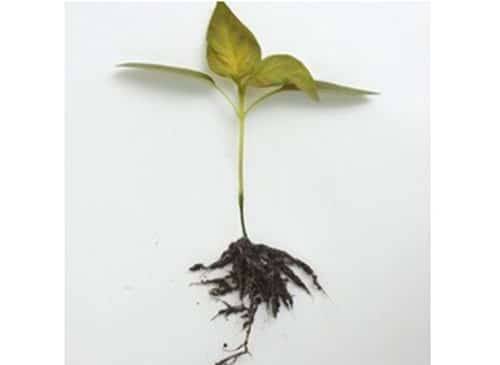 Blackleg
