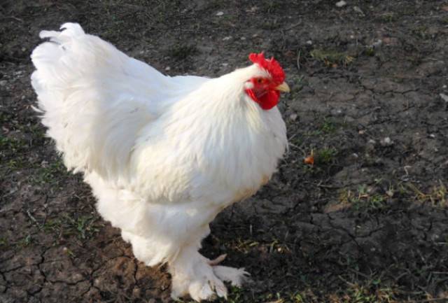 Raza de pollos Cochinquin