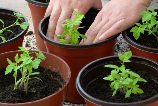 Cobertura de mudas de tomate e pimenta com remédios populares