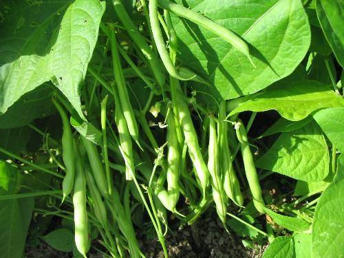 Đậu măng tây caramel