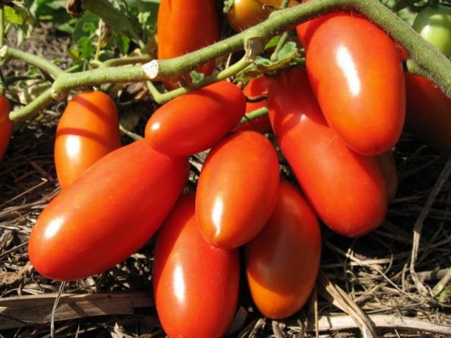 Plátano rojo, Gavrish