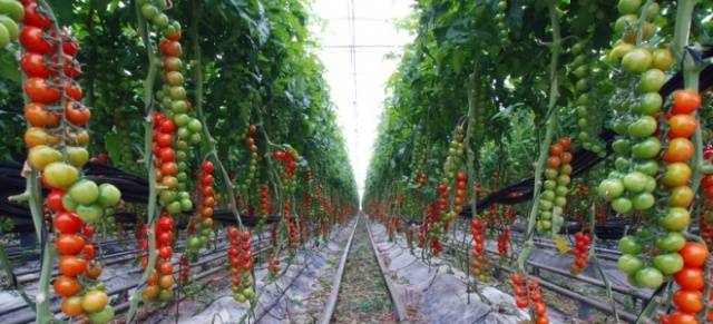 Gebündelte Tomaten für Gewächshäuser