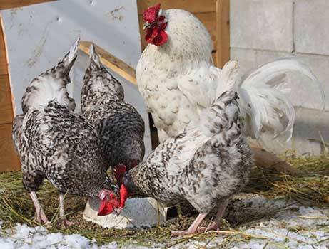 Puschkin gestreifte bunte Hühnerrasse