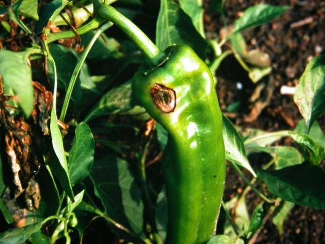 Mergulho de pimenta: como e quando mergulhar mudas