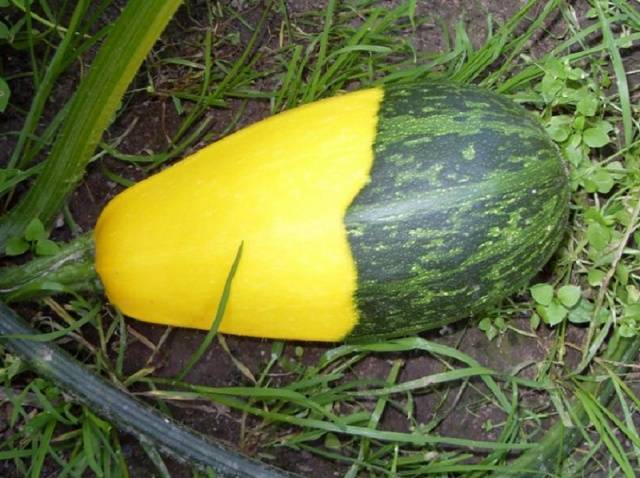 Zweifarbiges Wunder