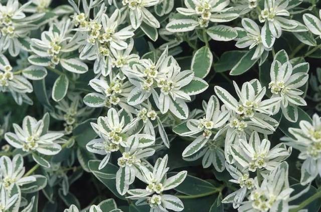 Spurge