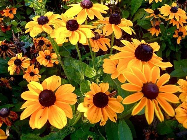 Rudbeckia