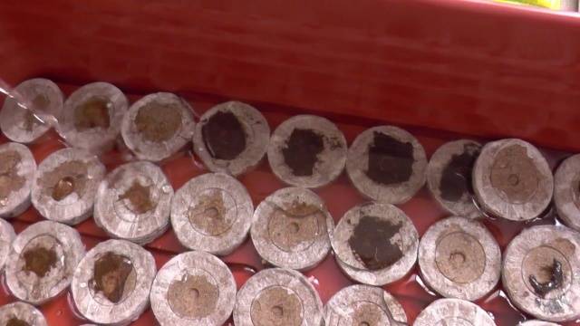 Pastillas de turba