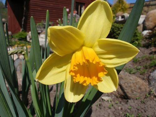 Narcissus Golden Harvist