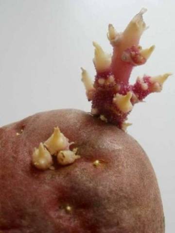 Batatas rocco