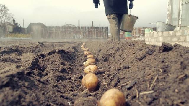 Bellarose Potatoes