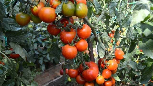 Clustered Tomaten