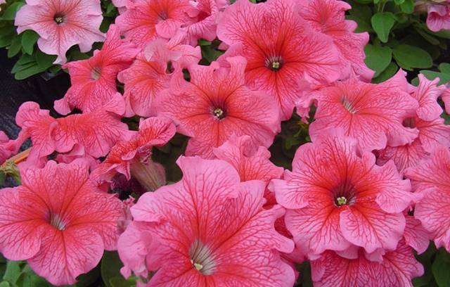 Formas de arbustos multifloros (Multiflora)