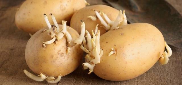 Sifra potatoes