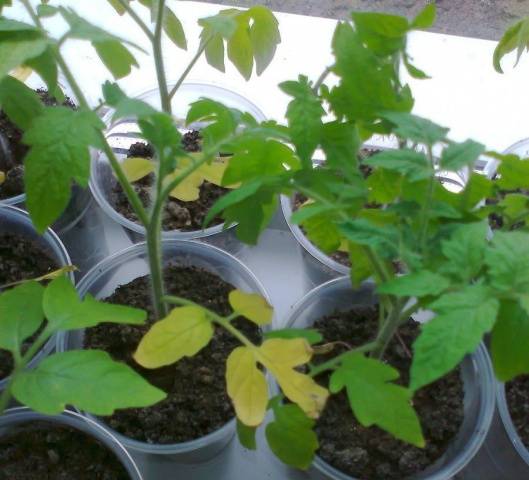 Cómo alimentar y fertilizar las plántulas de tomate.