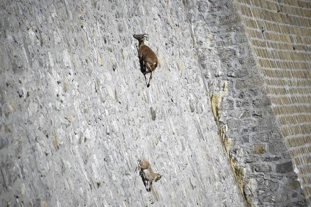 Cabras de angora