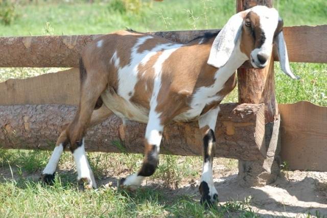 Cabras da Núbia