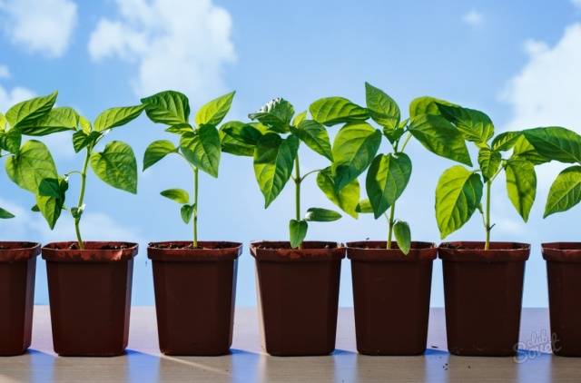 Cobertura de mudas de tomate e pimenta com remédios populares