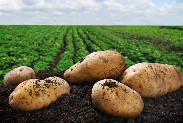 Procesamiento de papas antes de plantar