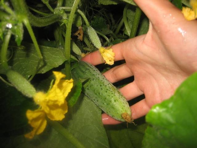 pepino libela