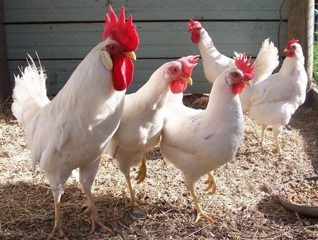 Hühner der Leghorn-Rasse