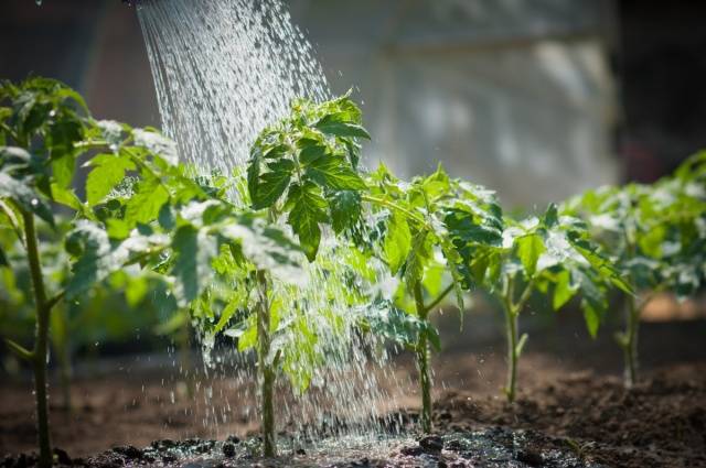 Wann man Tomatensämlinge auf offenem Boden pflanzt