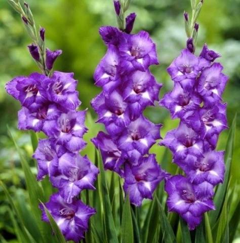 Gladioli v krajinářském designu