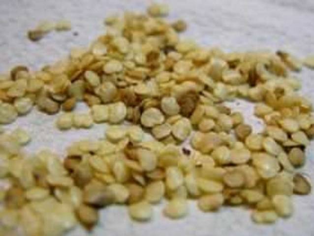 Plantando berinjelas para mudas