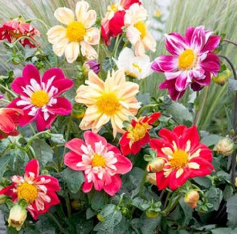 Dahlias Funny guys: