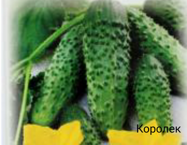 Αγγούρια Korolek