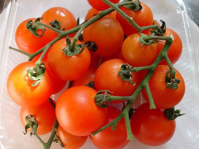 Gebündelte Tomaten für Gewächshäuser