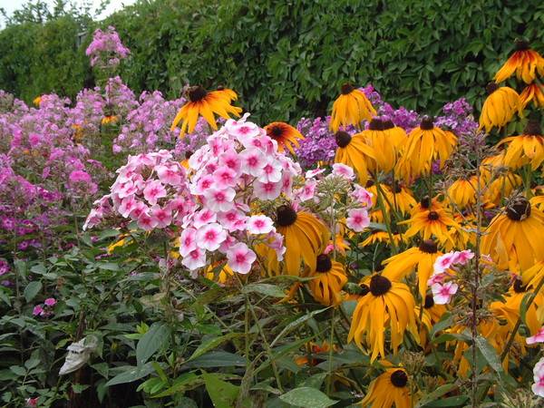 Mehrjährige Blumen für den Garten sind unprätentiös langblütig