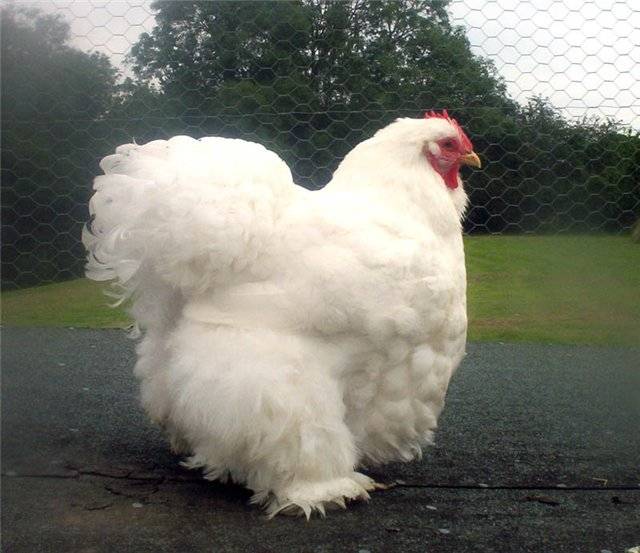 Raza de pollos Cochinquin