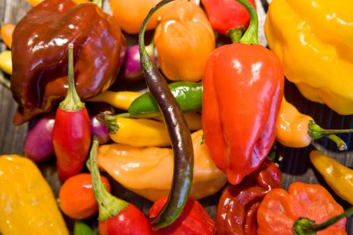 Cultivo de mudas de pimenta em casa