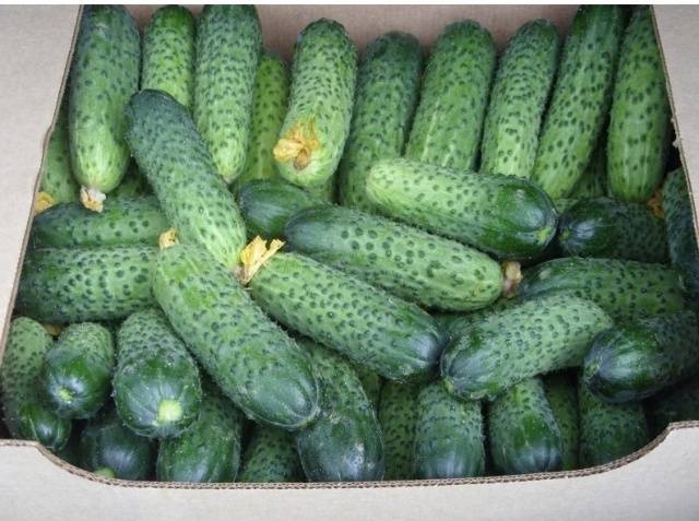 Merengue de pepino