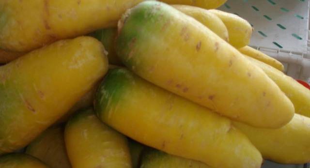 Cenouras amarelas