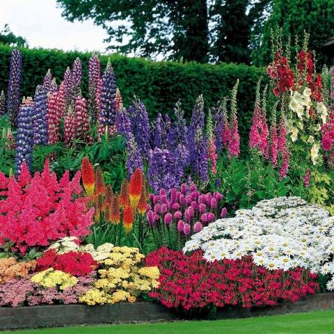 Zusammensetzung der Blumenkarnevalsmischung
