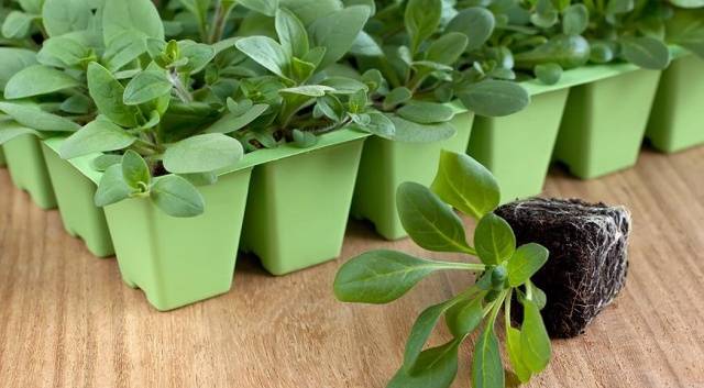 Quando plantar petúnias para mudas em 2017