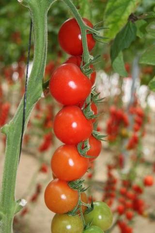 Gruppierte Tomaten